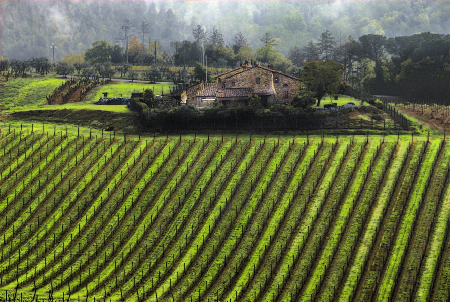 Chianti Vineyard #55